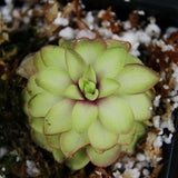 Pinguicula 'Seductora' Butterwort