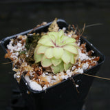 Pinguicula 'Seductora' Butterwort