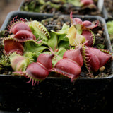 Venus Flytrap- Dionaea muscipula "Umgekrempelt"