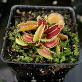 Venus Flytrap- Dionaea muscipula "Kim Jong-Il"