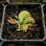 Venus Flytrap "Dente" (Dionaea muscipula)