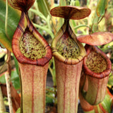 Nepenthes truncata x merrilliana