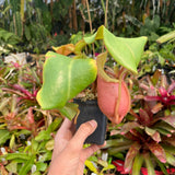 [A211] Nepenthes veitchii "Cobra" (Lg, Unpotted)