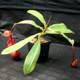 Nepenthes sibuyanensis x [(ventricosa x sibuyanensis) x TM] Clone B  -  CAR-0037