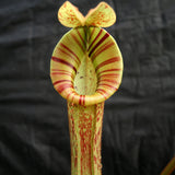 Nepenthes [(lowii x veitchii) x boschiana]-yellow x platychila, CAR-0084