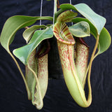 Nepenthes [(lowii x veitchii) x boschiana]-yellow x platychila, CAR-0084