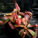 Nepenthes veitchii [(Murud x Candy) -Best Clone x "Cobra"], CAR-0207