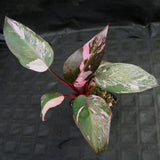 Philodendron 'Pink Princess'