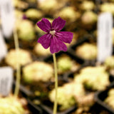 Pinguicula 'Seductora' Butterwort