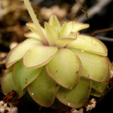 Pinguicula 'Seductora' Butterwort