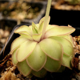 Pinguicula 'Seductora' Butterwort