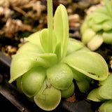 Pinguicula 'Golden Eye' mexican butterwort, Butterwort, carnivorous plant, gnat eating plant, beginner plant, fungus gnat eating plant, easy to grow, ping, Mexican butterwort, ping plant.