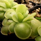 Pinguicula 'Golden Eye' Butterwort