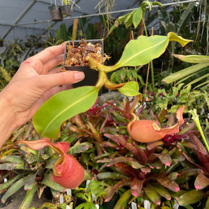 [A217] Nepenthes veitchii "Cobra" (Lg, Unpotted)