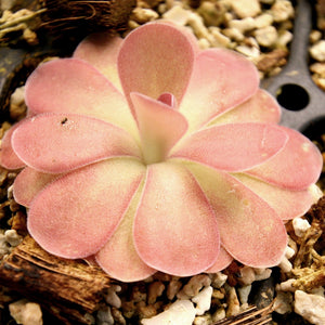 Pinguicula 'Johanna' Butterwort