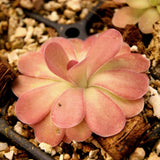 Pinguicula 'Johanna' Butterwort