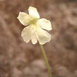 Pinguicula 'Golden Eye' Butterwort