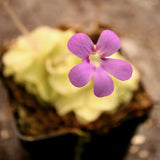 Pinguicula 'Pirouette' Butterwort