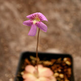 Pinguicula 'Johanna' Butterwort