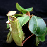 Nepenthes veitchii x clipeata, CAR-0128