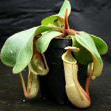 Nepenthes veitchii x clipeata, CAR-0128