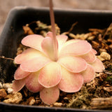 Pinguicula 'Johanna' Butterwort, pink, easy to grow, gnat eating plant, carnivorous plant, beginner friendly plant