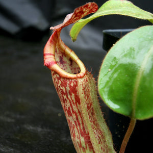 Nepenthes veitchii JB x boschiana JB, CAR-0148