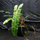 Philodendron atabapoense