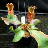 Nepenthes veitchii ("Big Mama" x "Pink Candy Cane"), CAR-0001