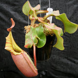 Nepenthes veitchii ("Big Mama" x "Pink Candy Cane"), CAR-0001 - Exact Plant 03/15/24