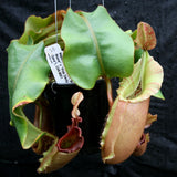 Nepenthes veitchii ("Big Mama" x "Pink Candy Cane"), CAR-0001