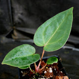 Anthurium (magnificum x forgetii) x {[regale x (crystallinum x magnificum)] x Ace of Spades}, CAR-0315