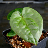 Anthurium forgetii 'Dark' x debilis, CAR-0316