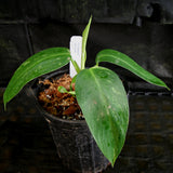 Philodendron Jose Buono