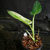 Philodendron Jose Buono