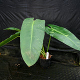 Philodendron Jose Buono