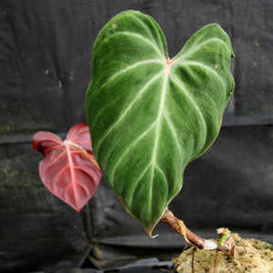 Philodendron verrucosum Red