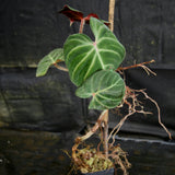 Philodendron verrucosum Red