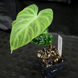 Philodendron verrucosum "Ecuagenera 2"