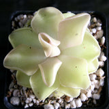 Pinguicula 'Pirouette' Butterwort Wholesale