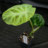 Philodendron verrucosum "Ecuagenera 2"