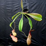 Nepenthes spathulata x peltata BE-3866