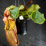 Nepenthes veitchii (#5 x "Pink Candy Cane"), CAR-0102