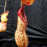 Nepenthes spathulata x peltata BE-3866