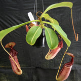 Nepenthes Song of Melancholy x (sibuyanensis x truncata), CAR-0047