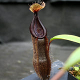 Nepenthes singalana variegated x hamata, CAR-0138