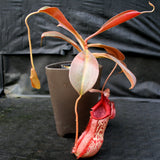 Nepenthes spathulata x peltata BE-3866