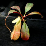 Nepenthes spathulata x peltata BE-3866