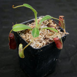 Nepenthes lowii Trusmadi, CAR-0018