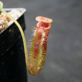 Nepenthes lowii Trusmadi, CAR-0018